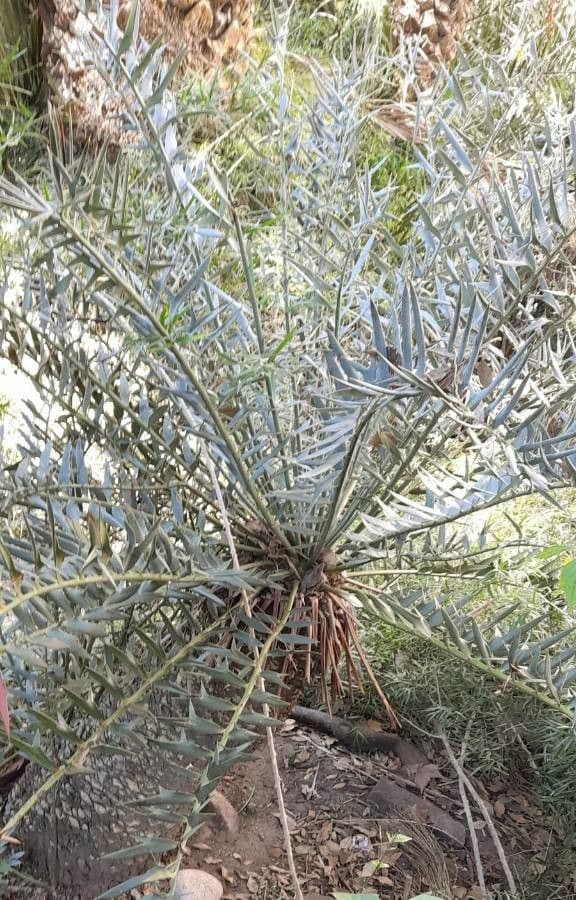 Encephalartos 10