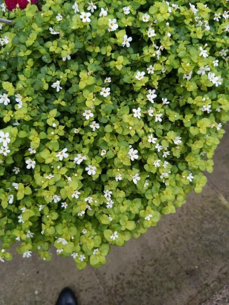 Bacopa rastrera 8