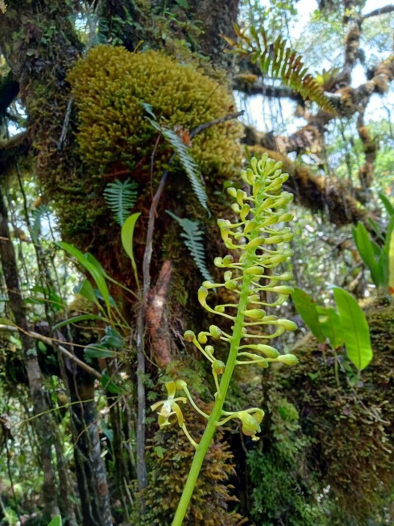 Epidendrum 4