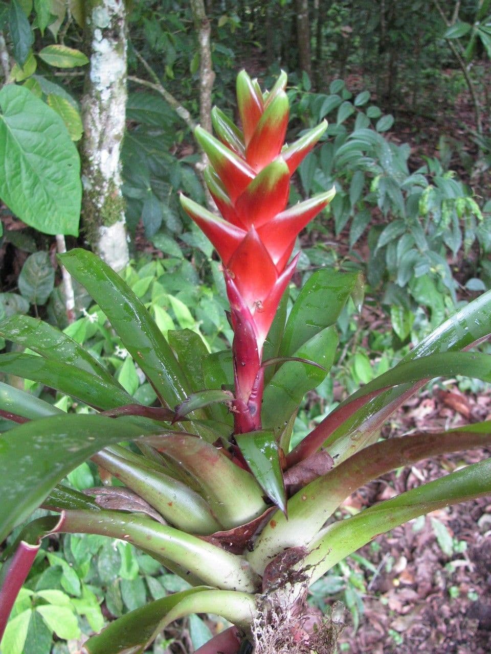 Vriesea eliconioide 21