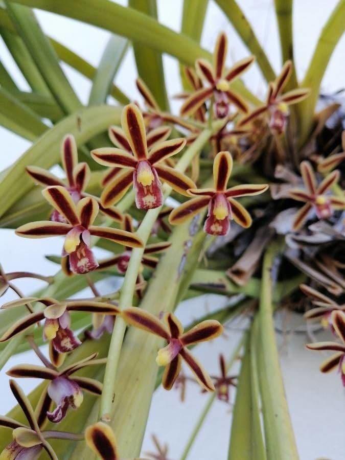 Cymbidium aloelistne 5