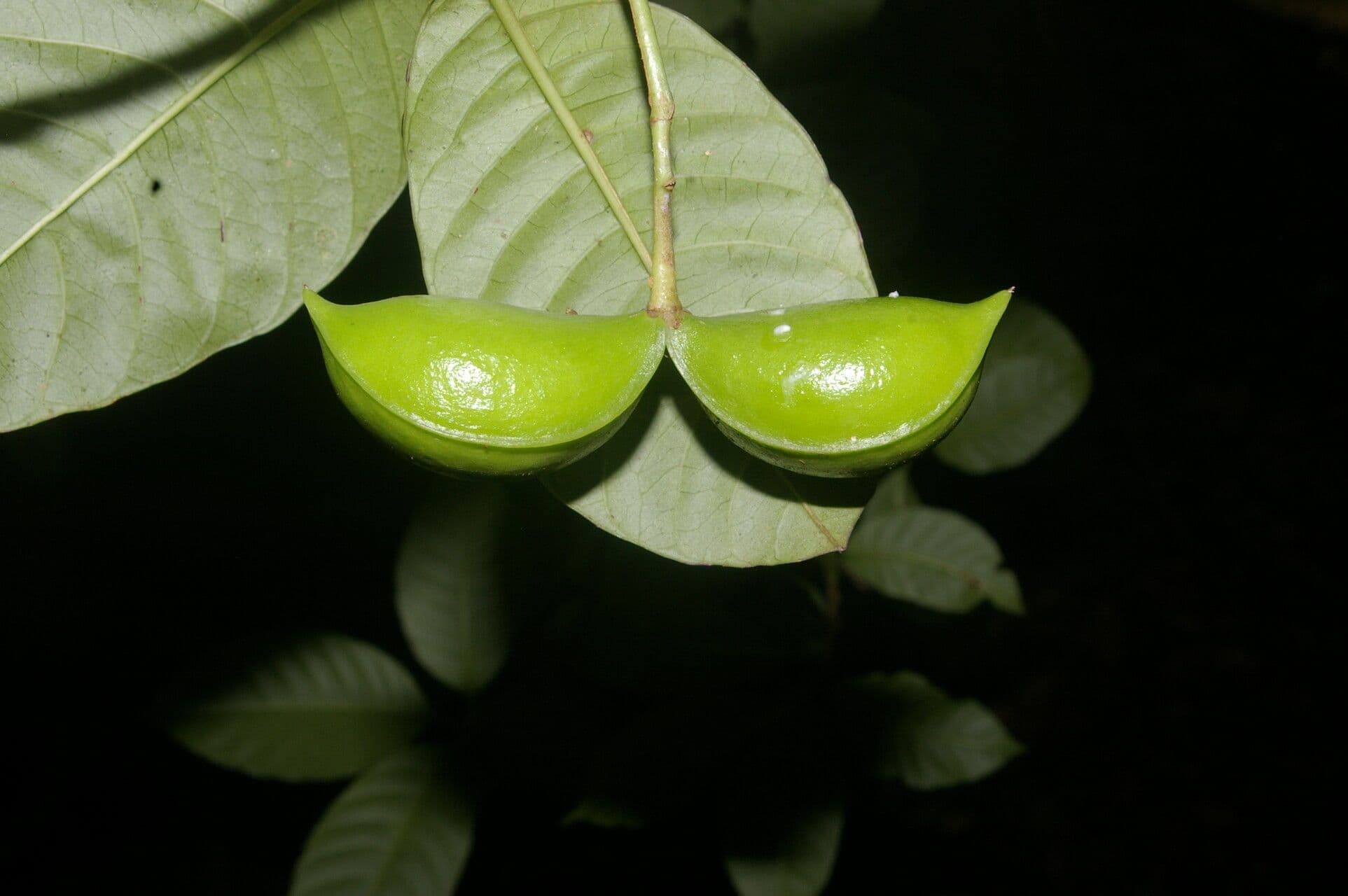 Tabernaemontana 5