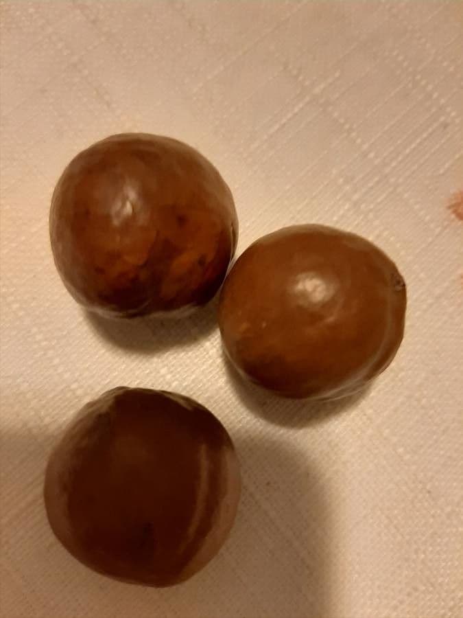 Macadamia