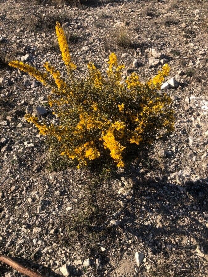Ginestra spinosa 15