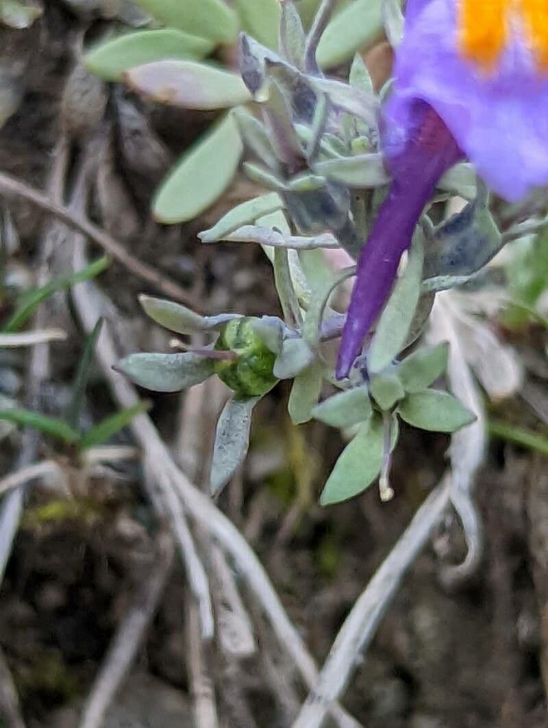 Linaria alpina 4