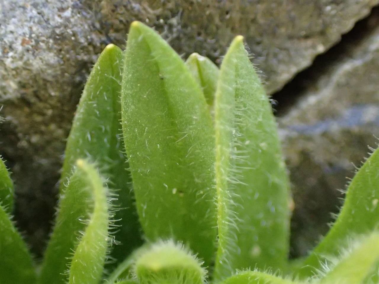 Cerastium 15