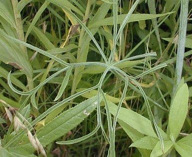 Callirhoe digitata 7