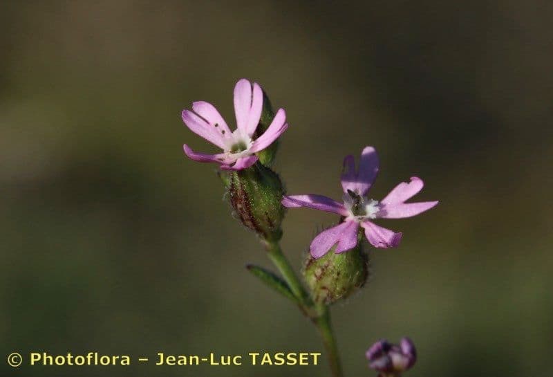 Silene 4