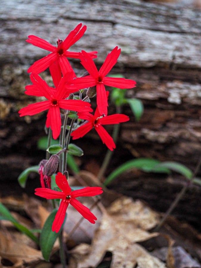Silene virginica 2