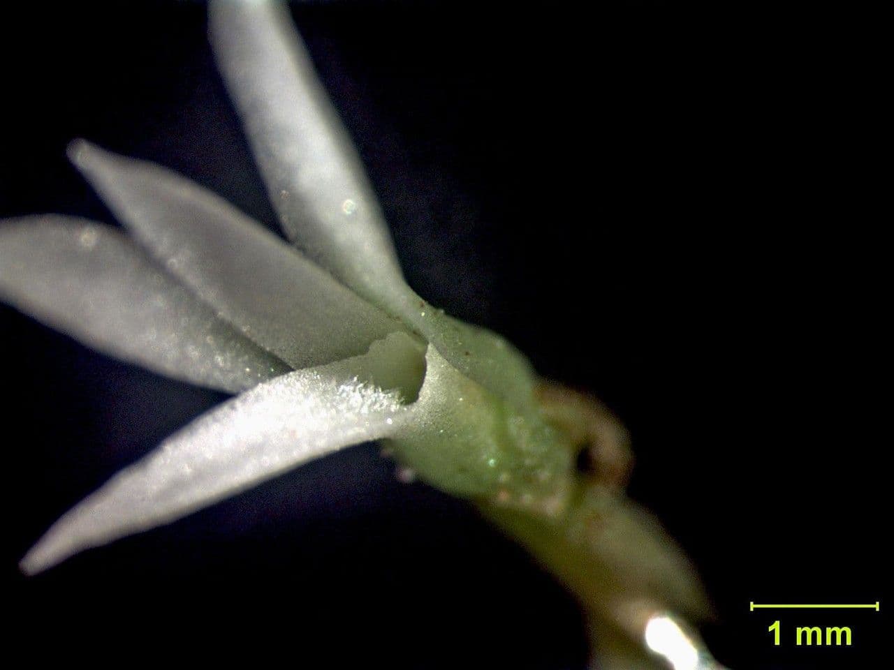 Orchidea 14