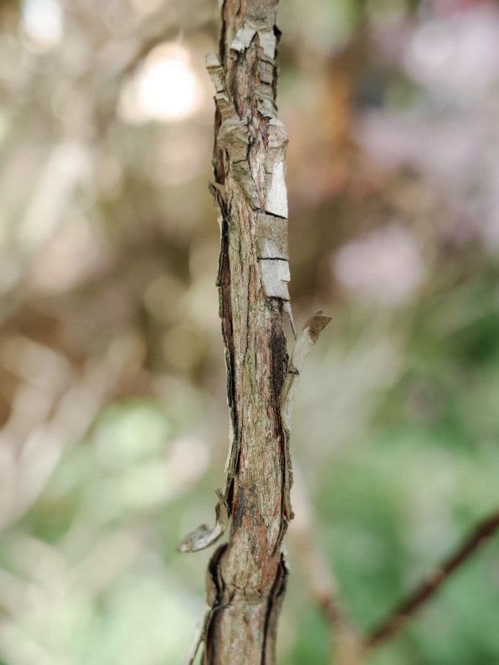 Rhododendron 19