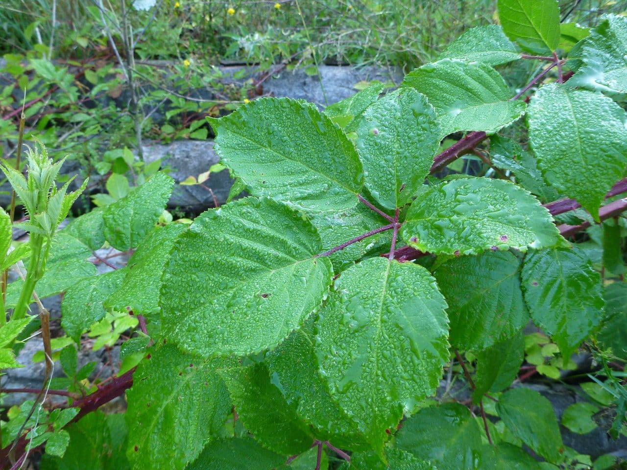 Brombeere 8