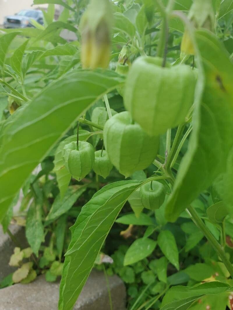 Physalis pumila 9