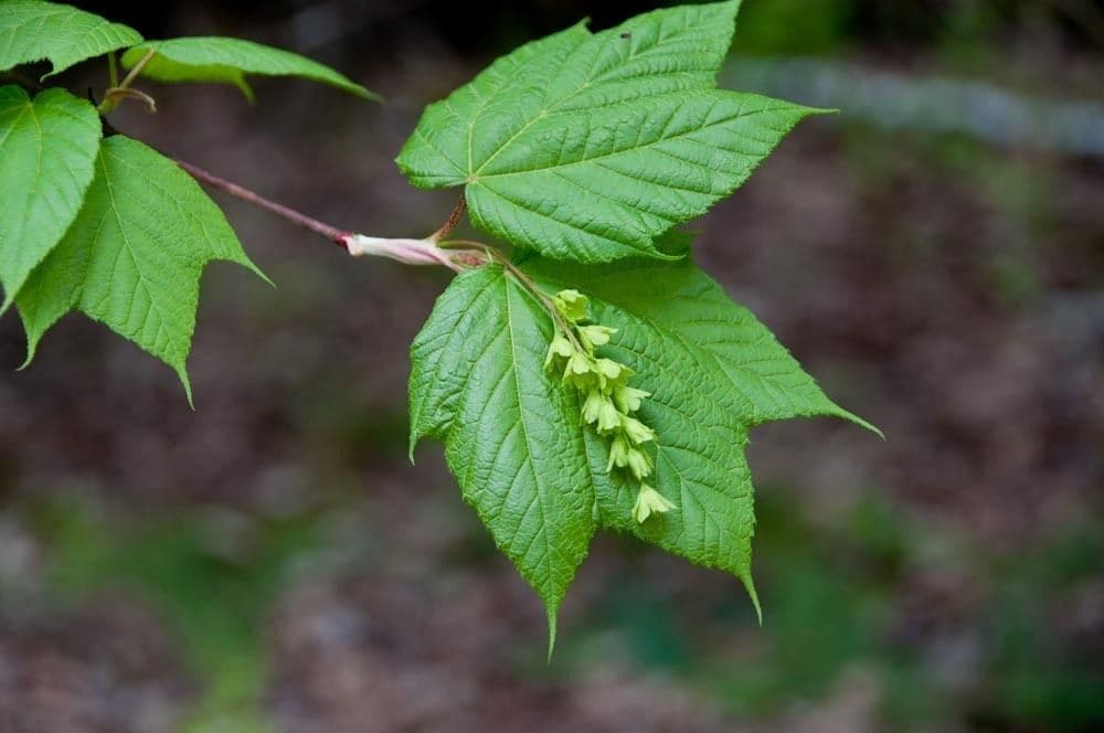 Striped maple 8