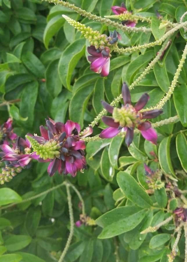 Wisteriopsis 2
