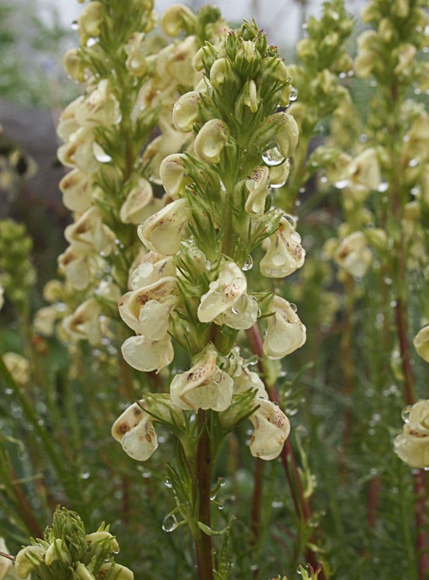 Pedicularia 3