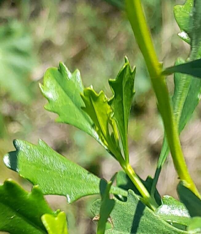 Baccharis 4