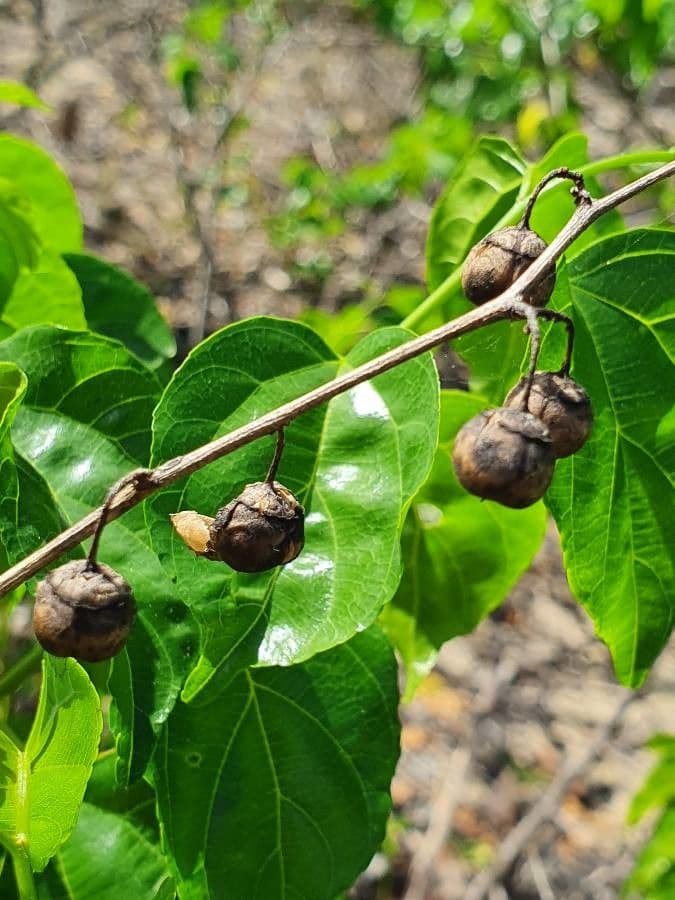 Colubrina