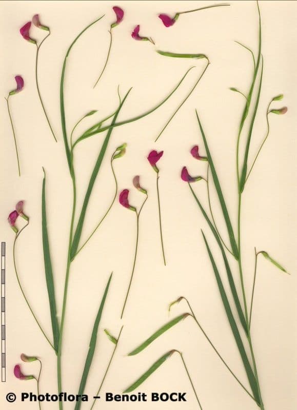 Gras-Platterbse 24