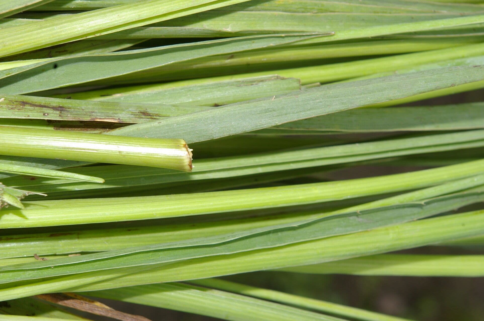 Panicaut sans bractées 10
