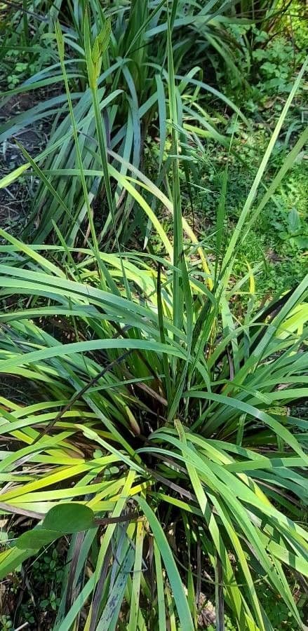 Sisyrinchium 3