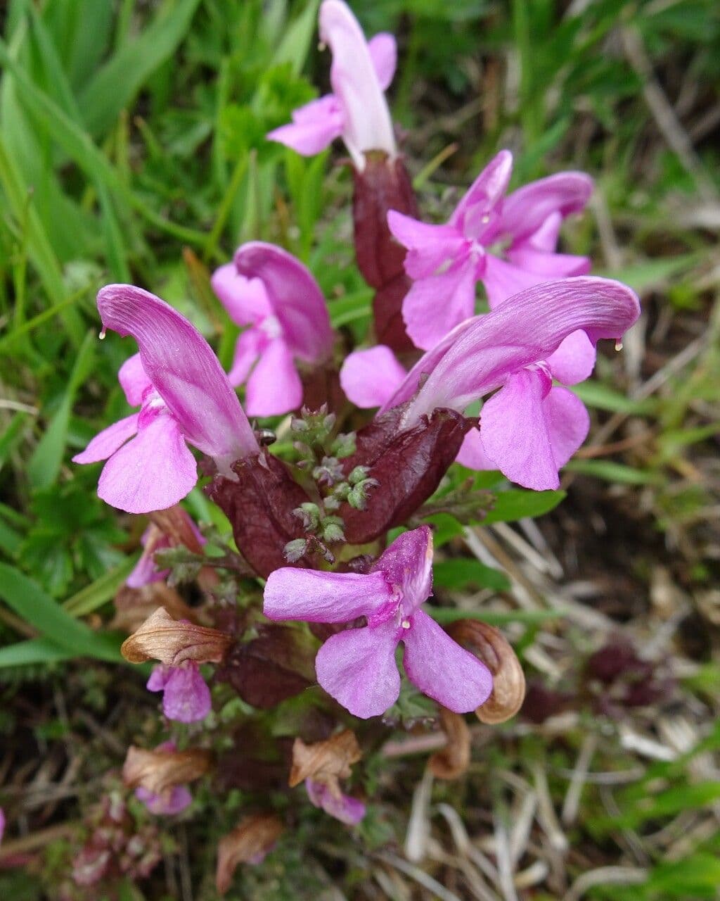Pedicolare silvatica 10