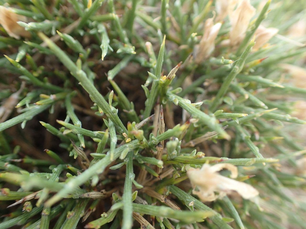 Gorse 10