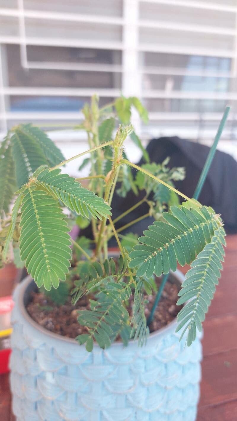 Sensitive mimosa 8