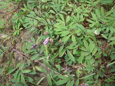 Tephrosie cendrée 9
