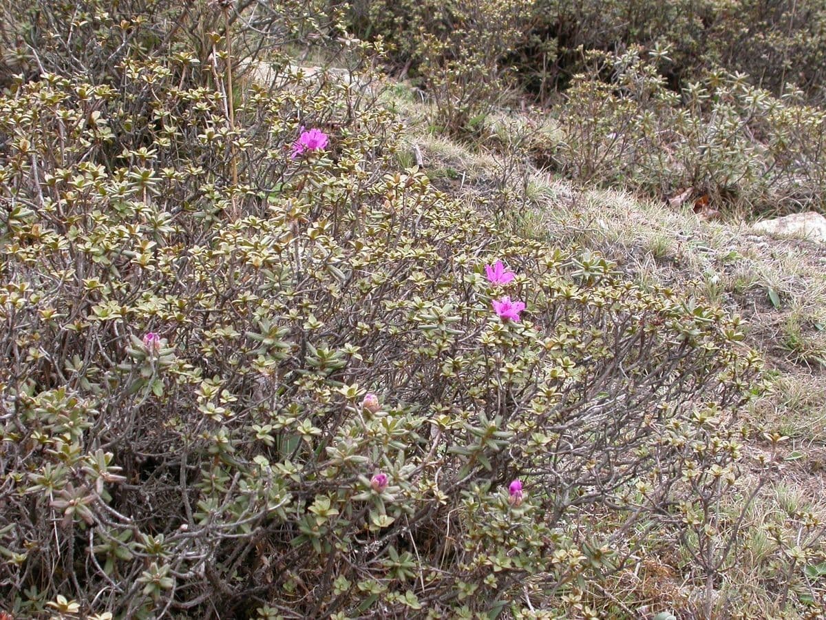 Rododendro setoso 9