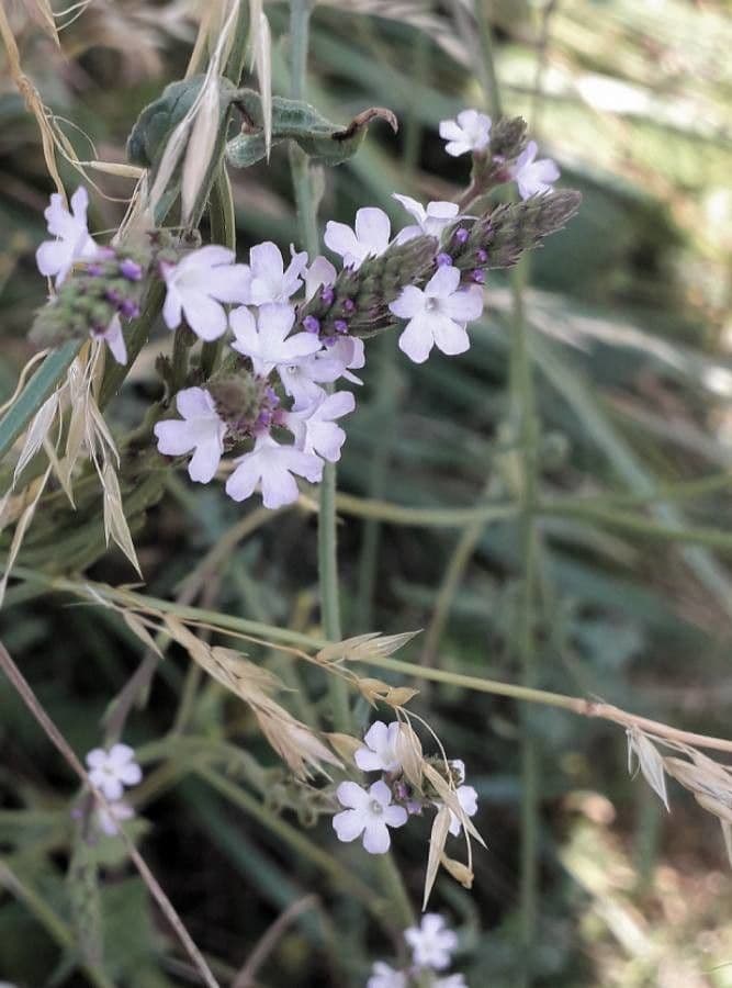 Verbena comune 9