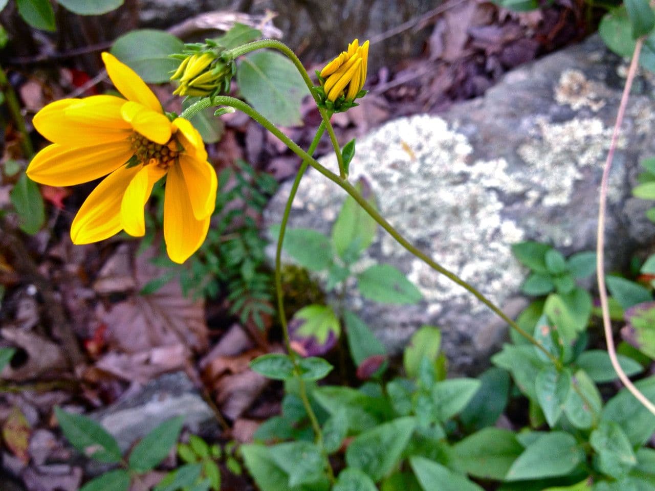Girasole occidentale 2