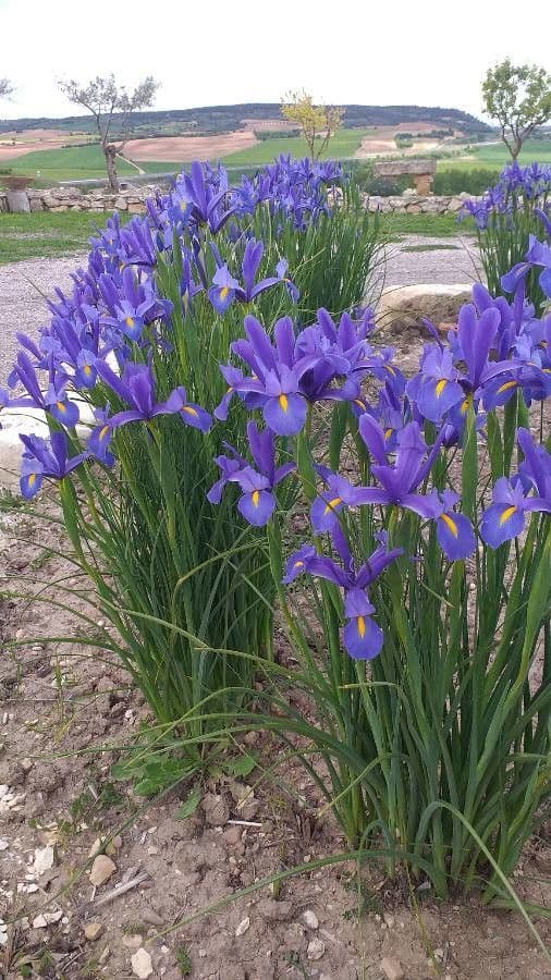 Iris spuria 4