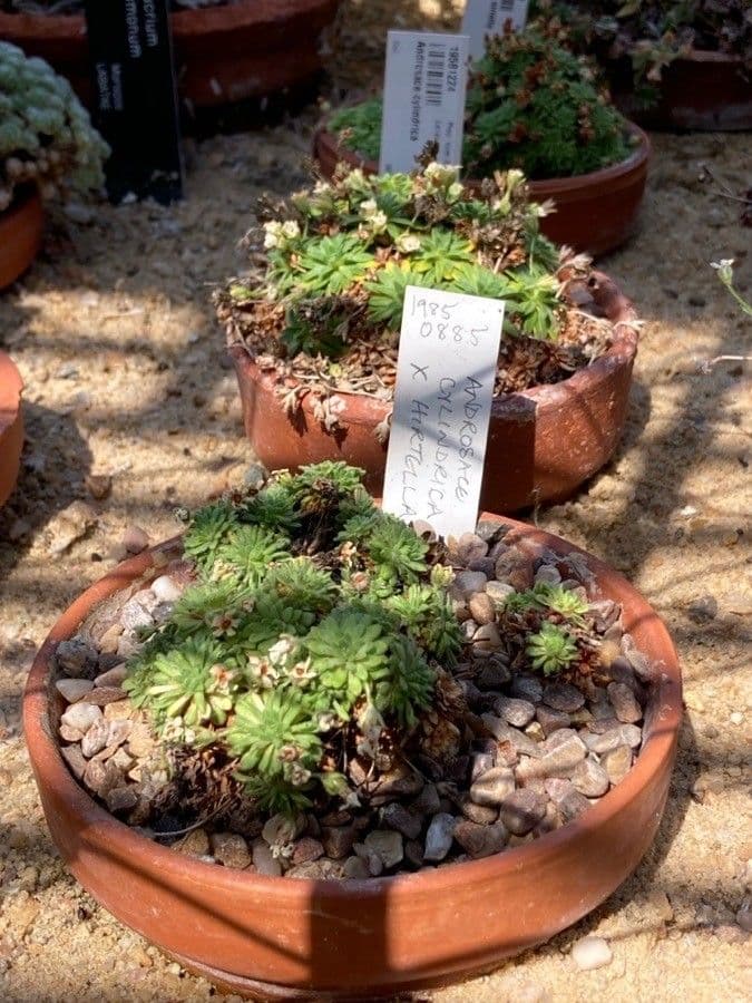 Androsace cilindrica 7