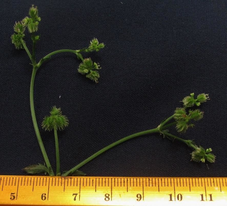 Sanicula 6