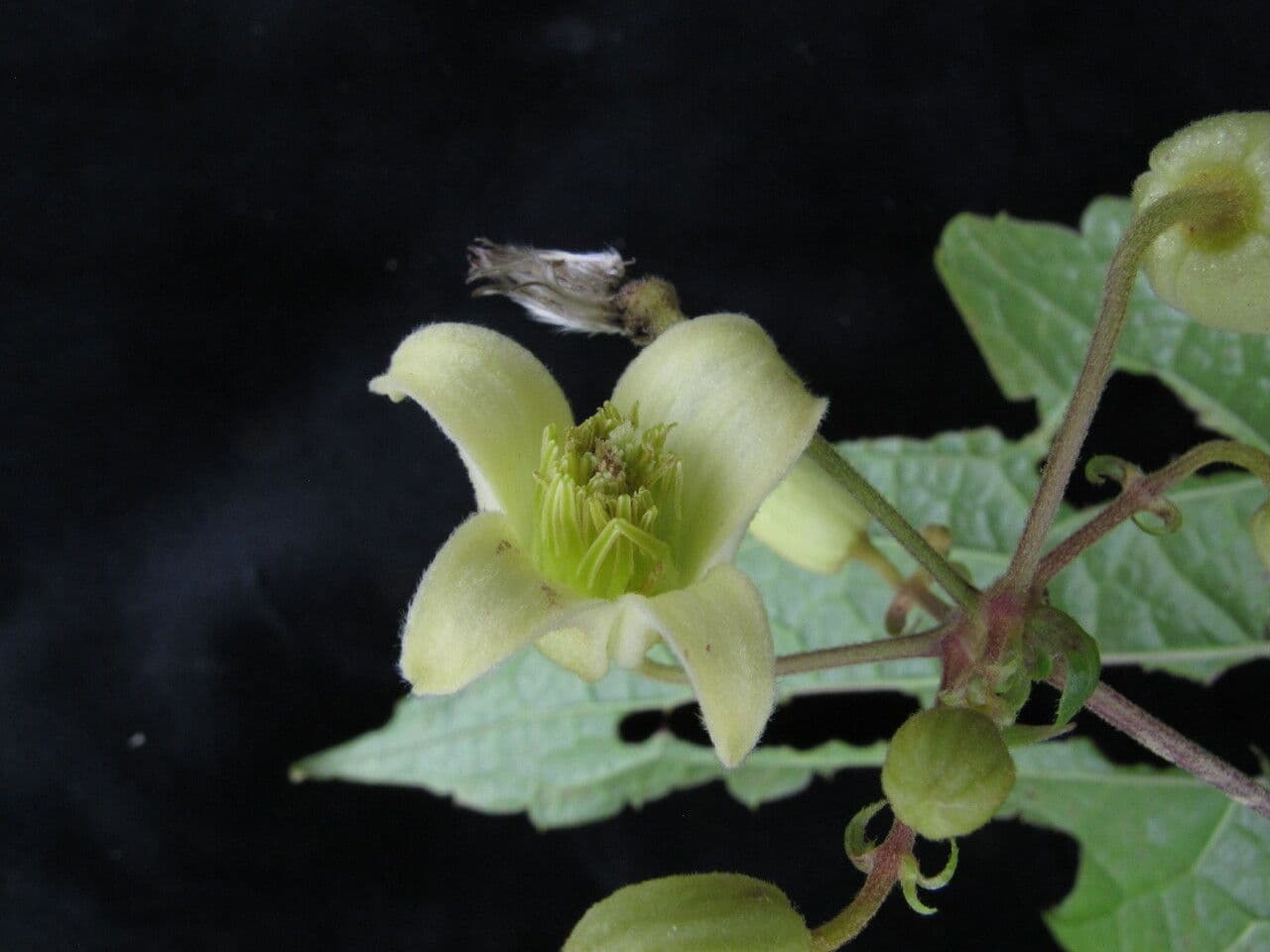 Clematis 4