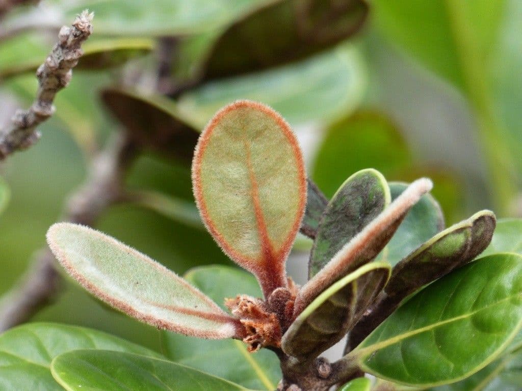 Planchonella 9