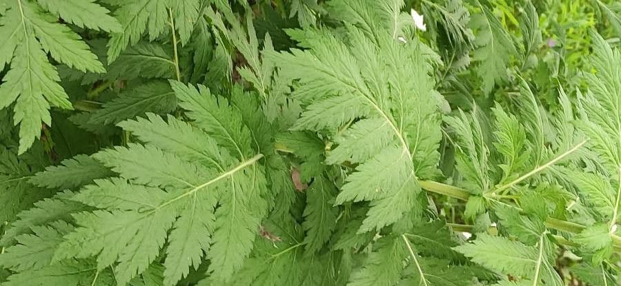 Achillea 4