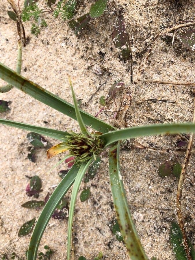 Zigolo liscio 7