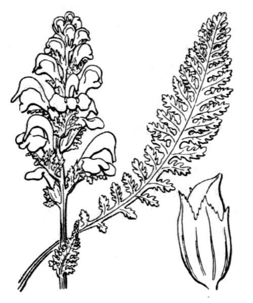 Pedicularis ascendens 17