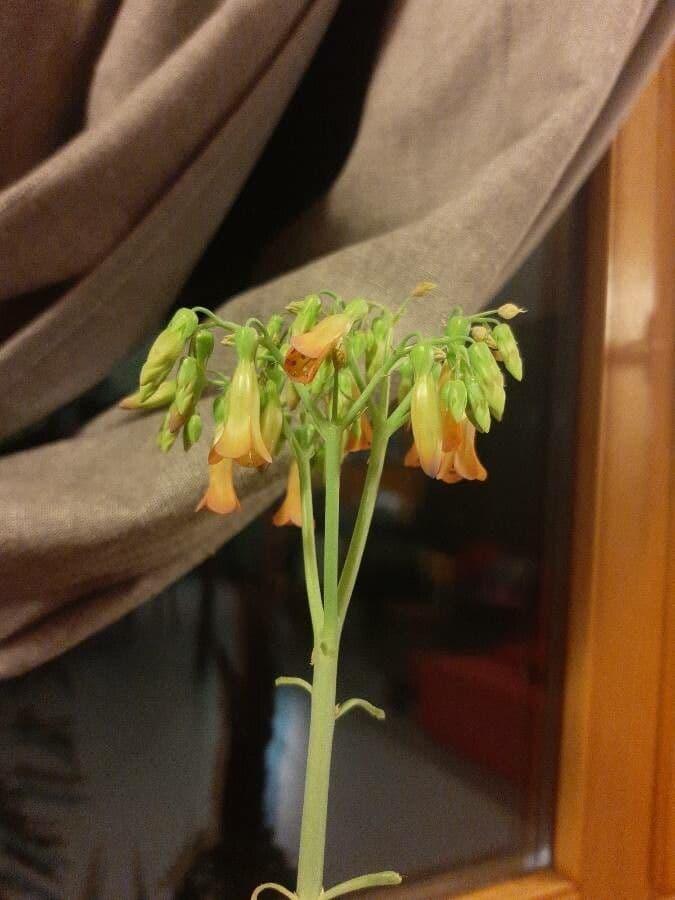 Kalanchoe