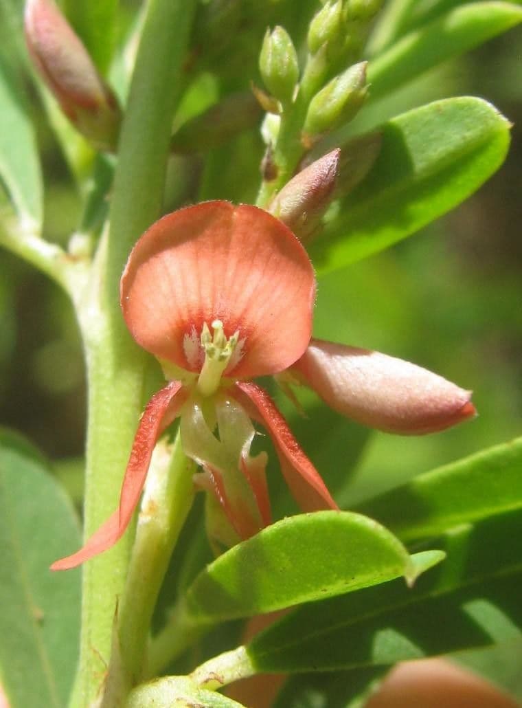 Indigofera 5