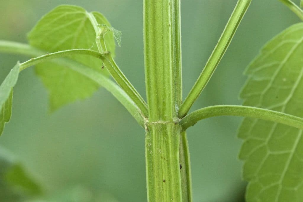 Agastache nepentoide 17