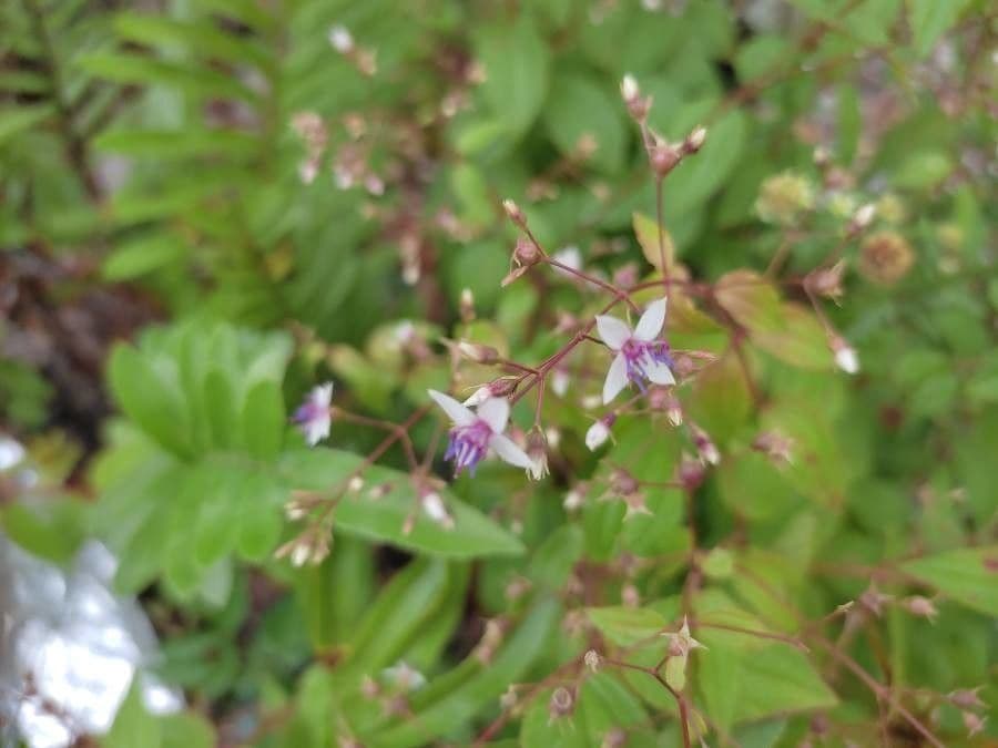 Nepsera acuática 2