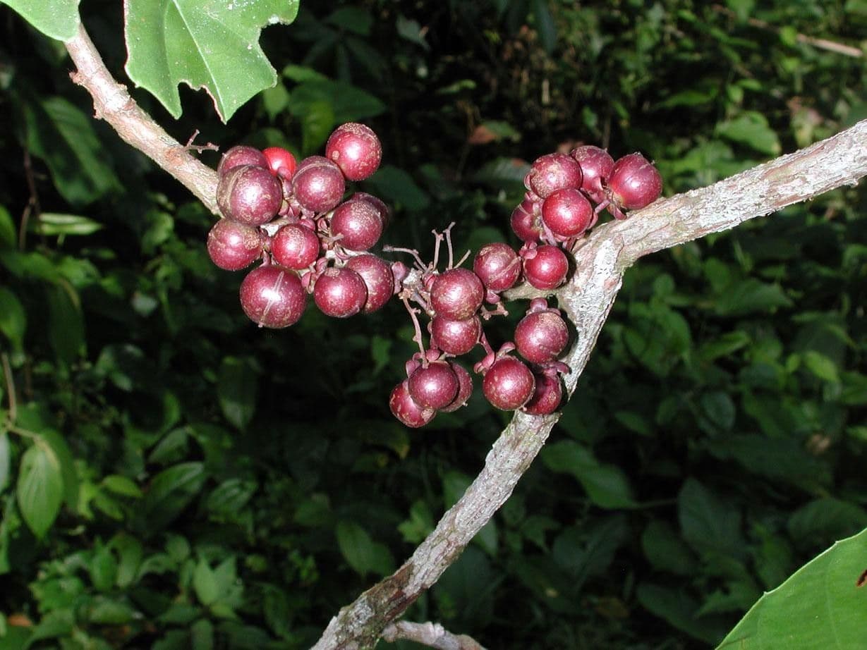 Doliocarpus multiflorus 4