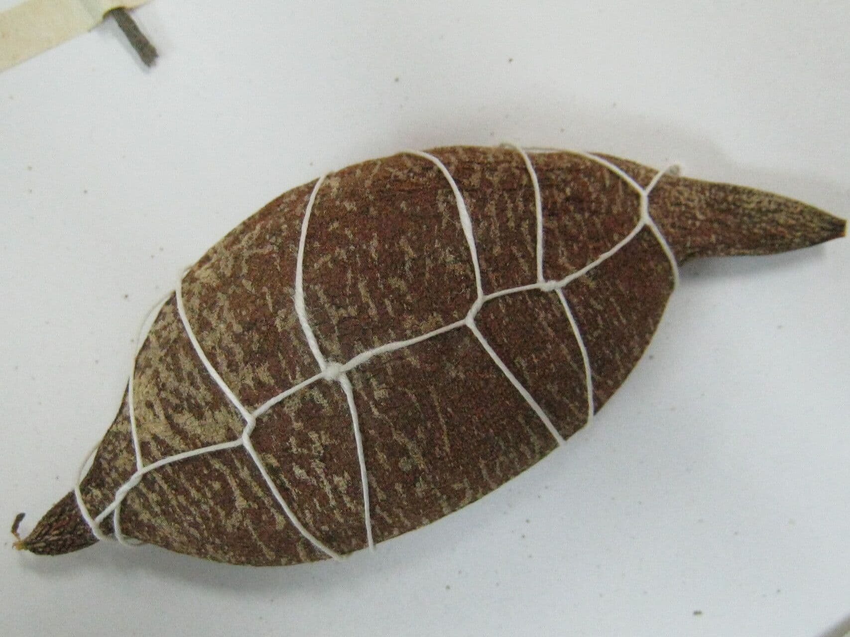 Swartzia 2