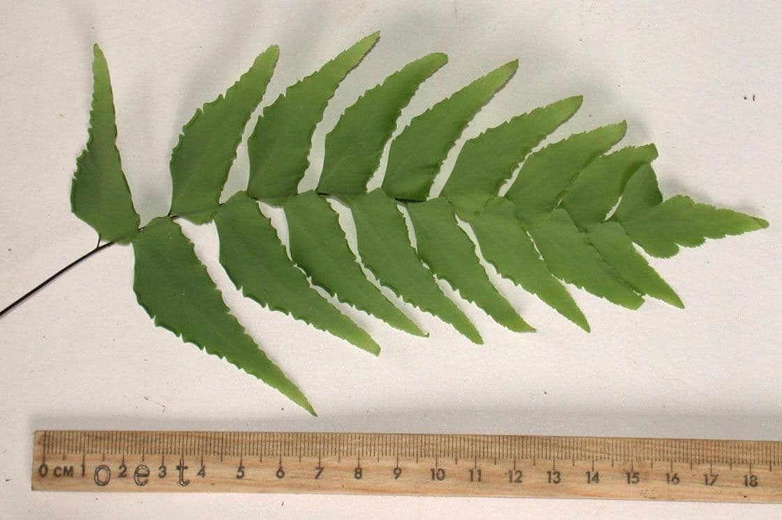 Adiantum 7
