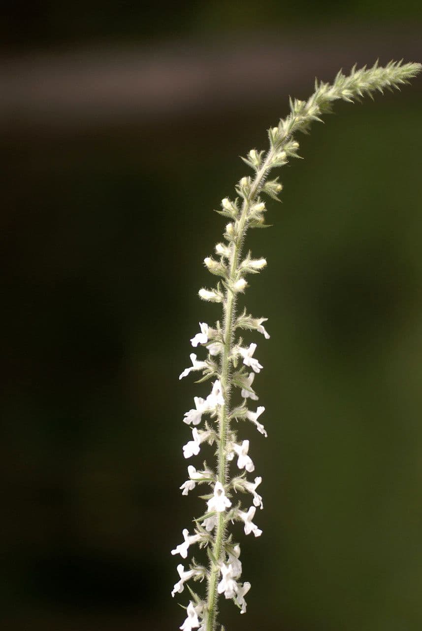 Anarrhinum