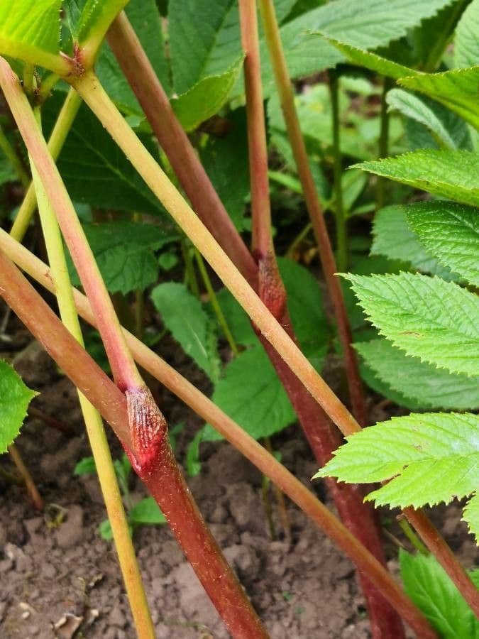 Rodgersia 22