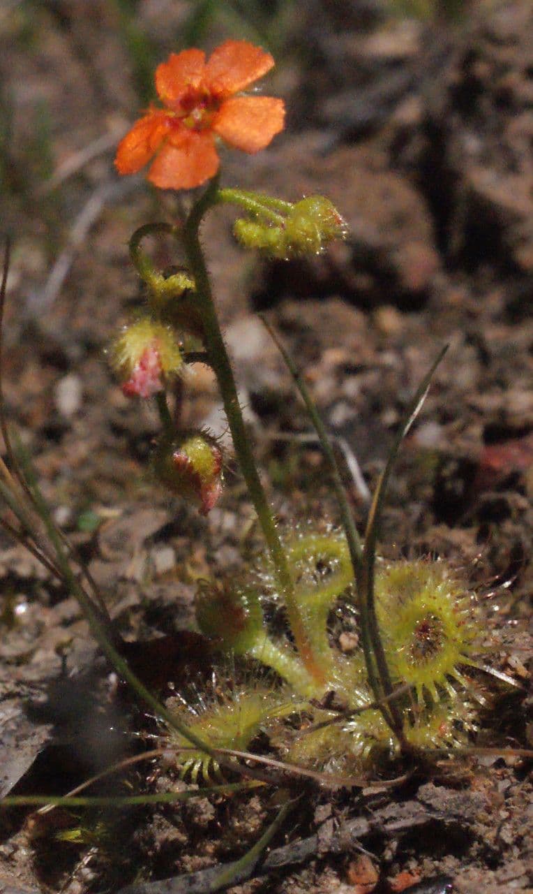 Drosera glanduligera 9